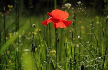 zwalczanie szkodników